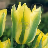 Hectarul - Ladita 500 bulbi de lalea VIRIDIFLORA TULIPA Yellow Spring Green